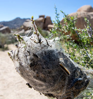 Tent caterpillar - Malacosoma sp