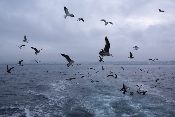 Gulls following the boat