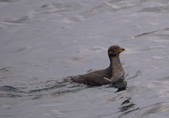 Rhinoceros Auklet - Cerorhinca monocerata