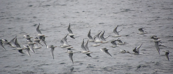 Bonaparte's Gull - Chroicocephalus philadelphia