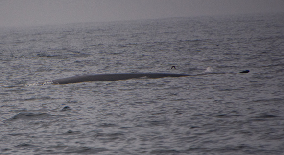 Fin Whale- Balaenoptera physalus