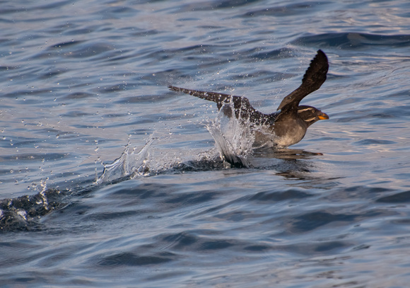 Rhinoceros Auklet - Cerorhinca monocerata