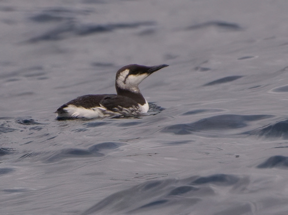 Common Murre - Uria aalge