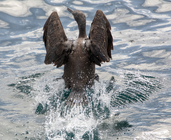 Brandt's Cormorant - Urile penicillatus