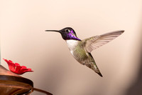 costa's Hummingbird - Calypte costae