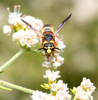 Mason wasp - Euodynerus hidalgo