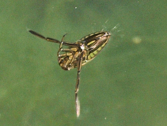 Backswimmer - Family Notonectidae