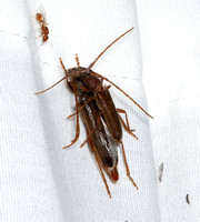 Longhorned beetle - Paranoplium gracile
