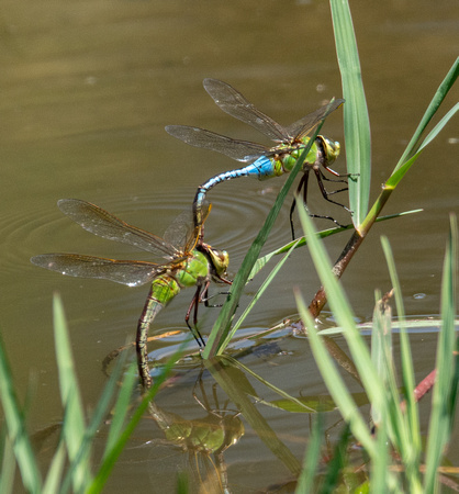 Common green darner - Anax junius