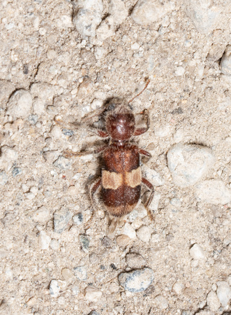 Checkered beetle - Enoclerus quadrisignatus