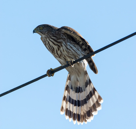 Cooper's Hawk - Accipiter cooperii