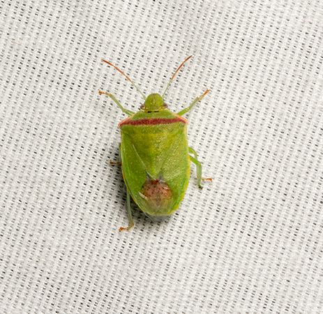 Western red shouldered stink bug - Thyanta pallidovirens