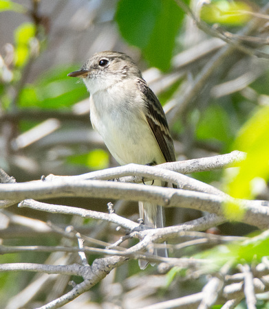 Least Flycatcher - Empidonax minimus