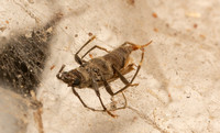 Long-horned beetle - Icosium tomentosum