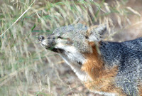 Santa Cruz Island Fox - Urocyon littoralis santacruzae