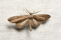 Geometer moth - Glaucina sp.