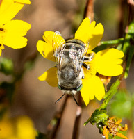 Short sun-digger bee - Anthophora curta