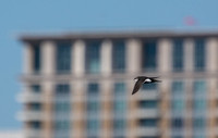 White-throated Swift - Aeronautes saxatalis