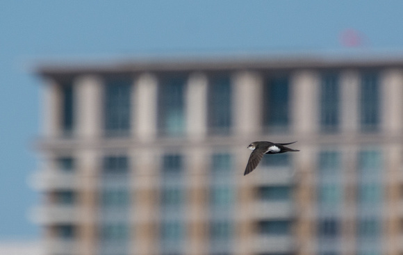 White-throated Swift - Aeronautes saxatalis