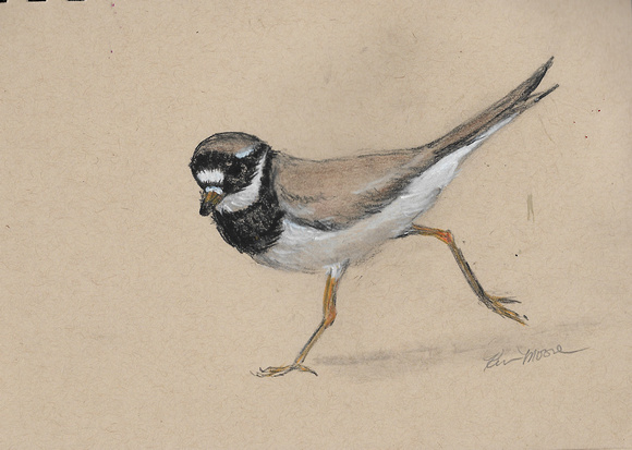 Common Ringed Plover/Charcoal and Conte Pencil
