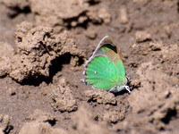 Bramble hairstreak - Callophrys perplexa