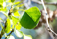 Fremont Cottonwood