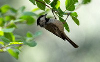 Mountain Chickadee- Poecile gambeli