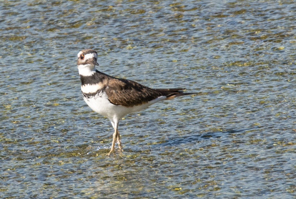 Killdeer - Catoptrophorus semipalmatus