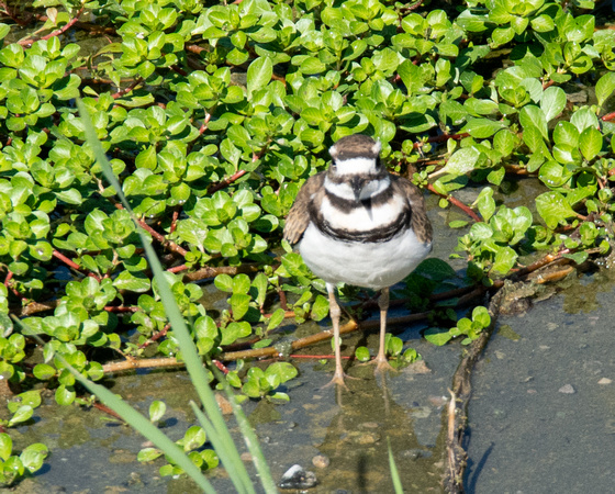 Killdeer - Catoptrophorus semipalmatus