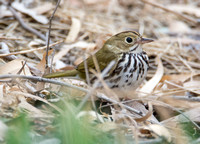 Ovenbird - Seiurus aurocapilla