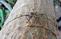 Long-horned beetle - Icosium tomentosum