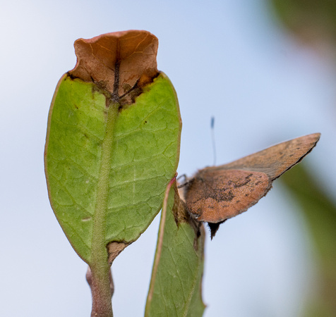 Brown Elfin - Callophrys augustinus