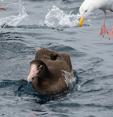 Short-tailed Albatross - Phoebastria albatrus