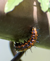 Gulf fritillary - Agraulis vanillae