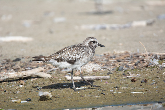 Black-bellied Plover - Pluvialis squatarola