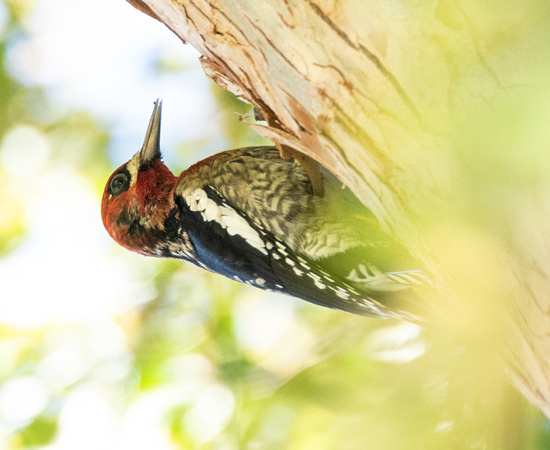 Red-breasted Sapsucker - Sphyrapicus ruber