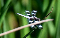 Twelve-spotted Skimmer - Libellula pulchella