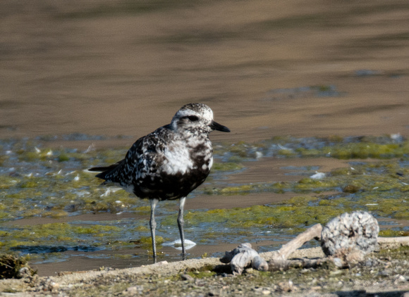 Black-bellied Plover - Pluvialis squatarola