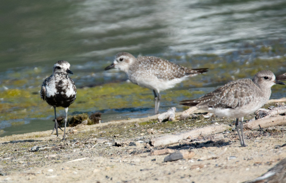 Black-bellied Plover - Pluvialis squatarola