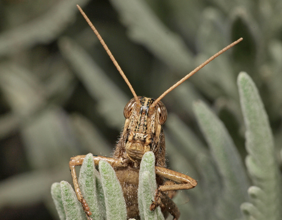 Gray bird grasshopper - Schistocerca nitens