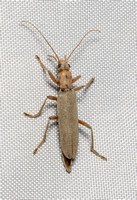 False blister beetle - Copidita quadrimaculata