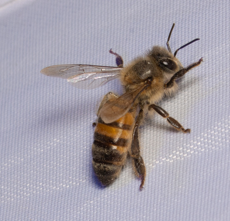 Western honey bee - Apis mellifera