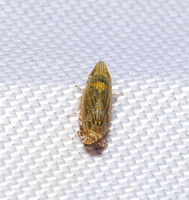 Leafhopper - Unidentified sp.