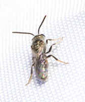 Metallic Sweat Bee - Lasioglossum sp. (Subgenus Dialictus )
