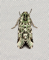 Noctuid moth - Bryolymnia viridata