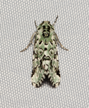 Noctuid moth - Bryolymnia viridata