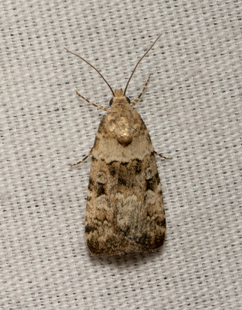 Noctuid moth - Copibryophila angelica