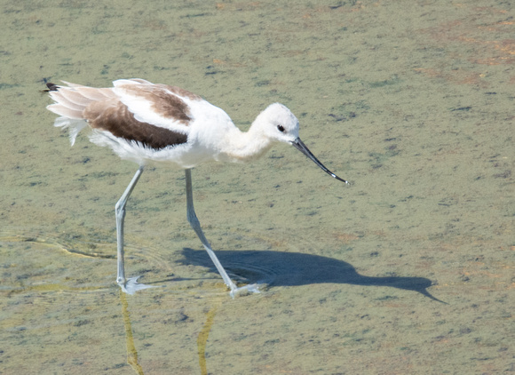 American Avocet - Recurvirostra americana