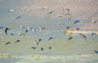 Red-necked Phalarope - Phalaropus lobatus, Western Sandpiper - Calidris mauri