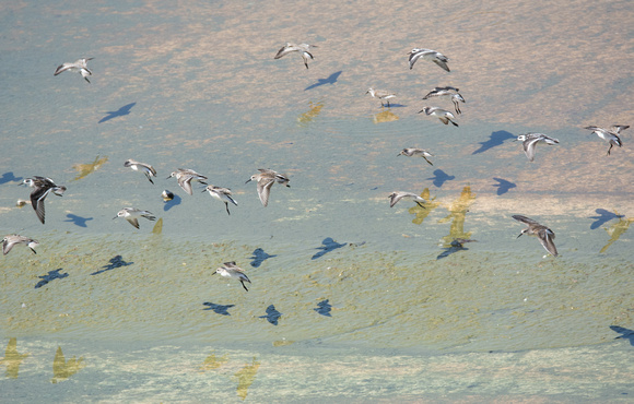 Red-necked Phalarope - Phalaropus lobatus, Western Sandpiper - Calidris mauri